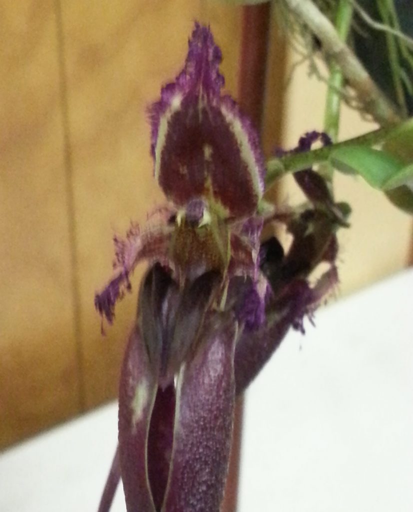 Girdlestone Ray and Janelle’s site